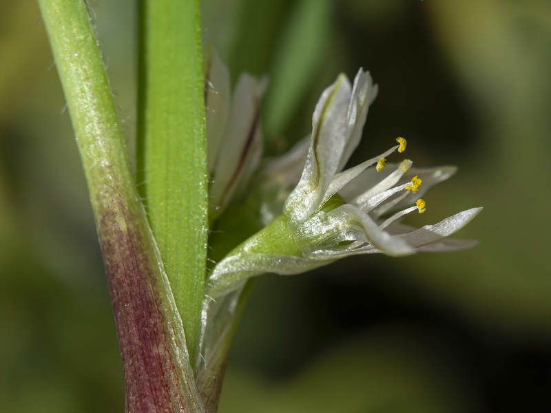 Allium chamaemoly longicaulis.30
