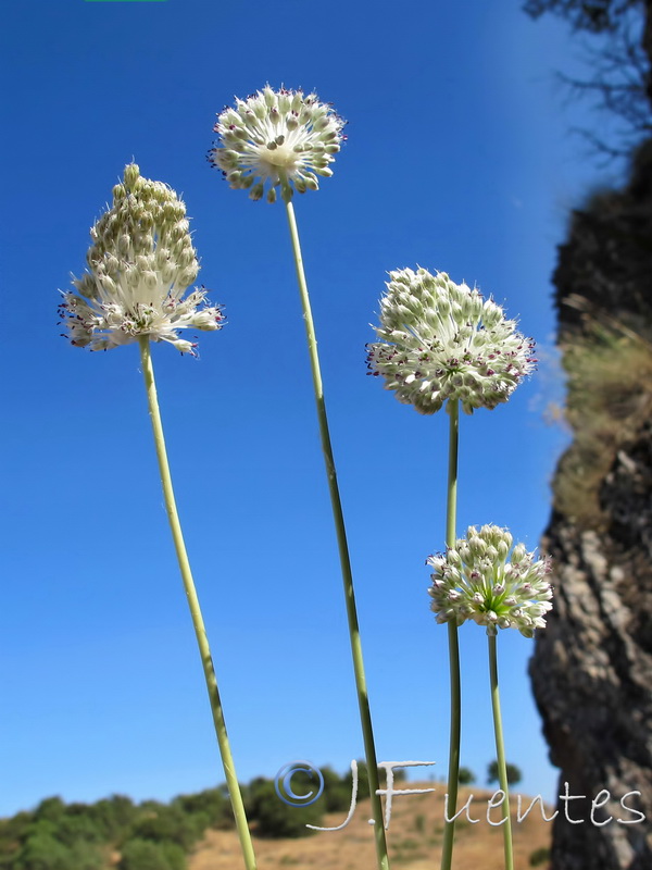 Allium guttatum sardoum.01