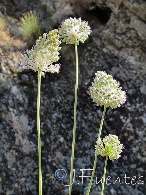 Allium guttatum sardoum.02