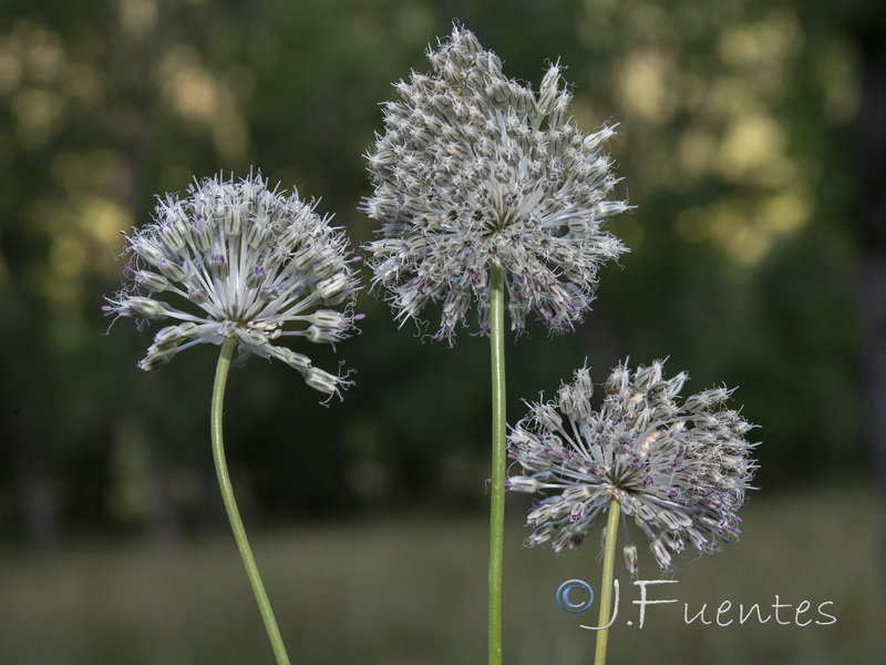Allium guttatum sardoum.03