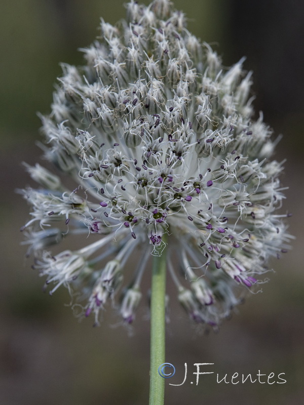 Allium guttatum sardoum.04