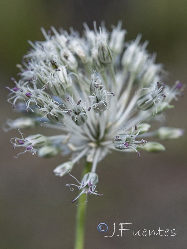 Allium guttatum sardoum.05