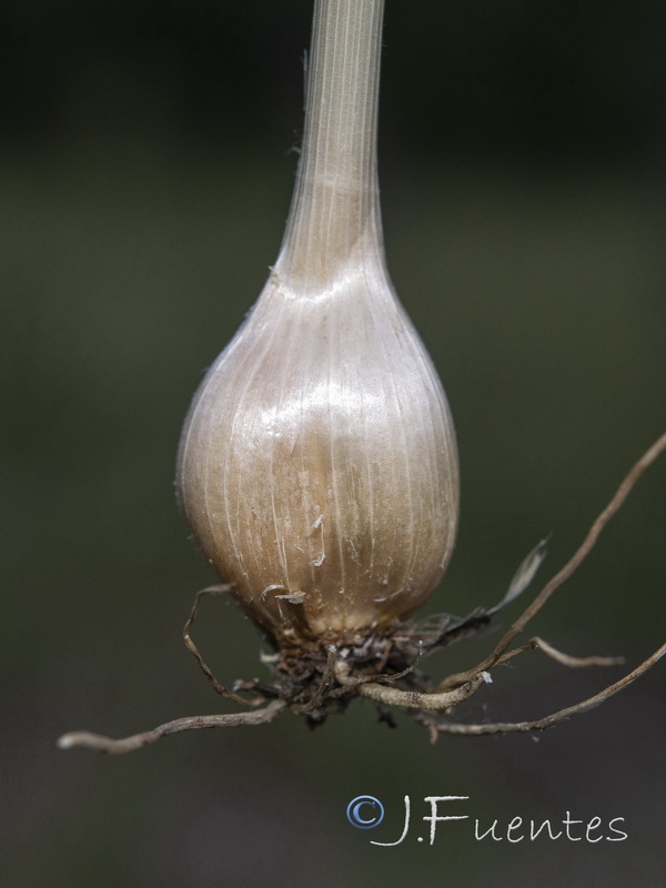 Allium guttatum sardoum.06
