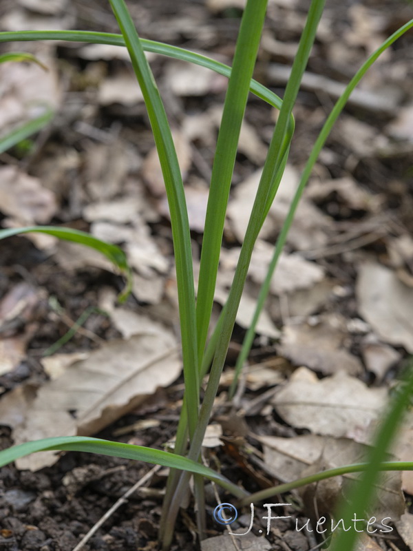 Allium massaessylum.03