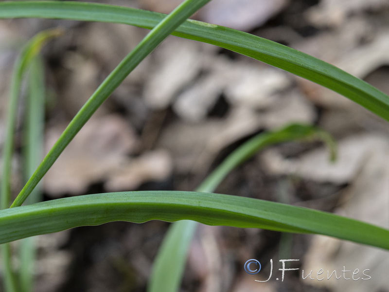 Allium massaessylum.04
