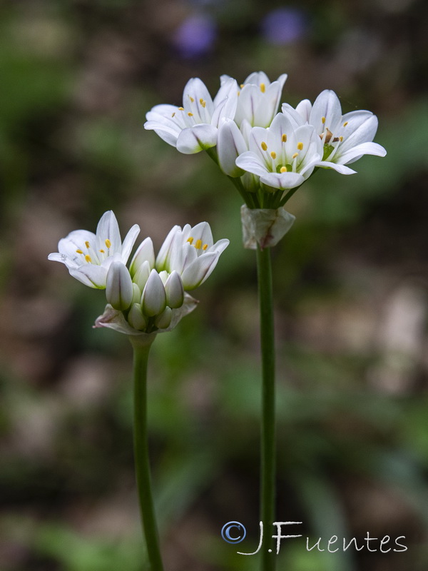 Allium massaessylum.07