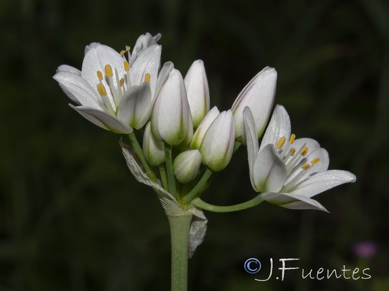 Allium massaessylum.10