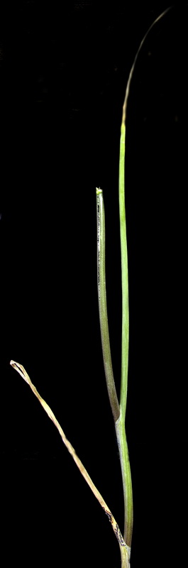 Allium melananthum.06