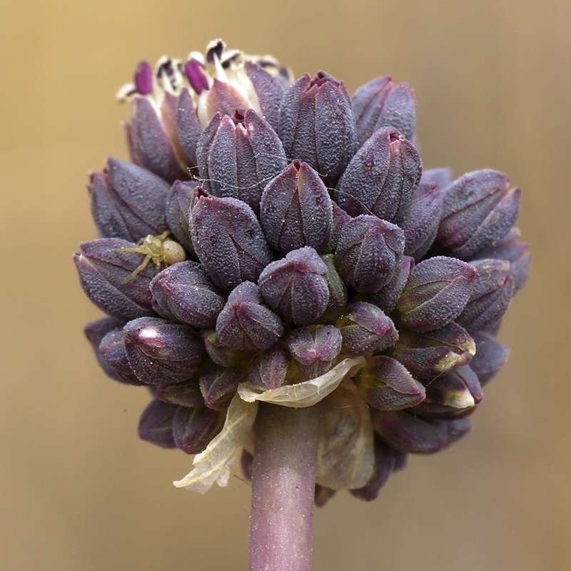 Allium melananthum.09