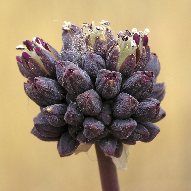 Allium melananthum.11