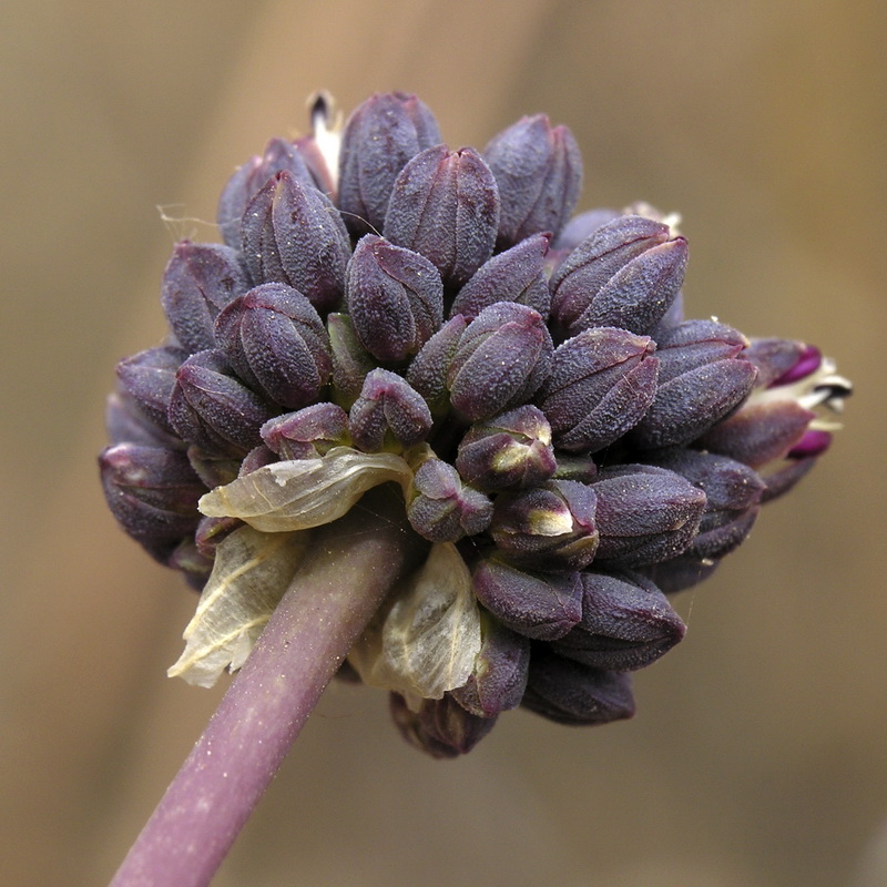 Allium melananthum.13