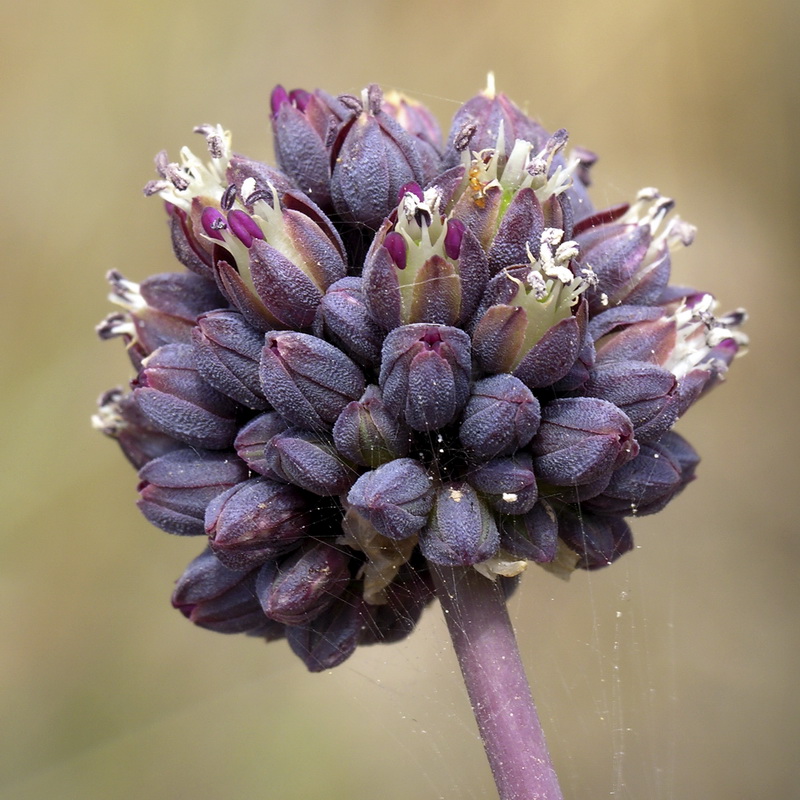 Allium melananthum.15