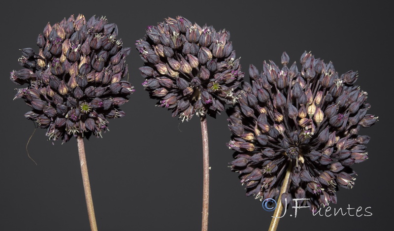 Allium melananthum.21