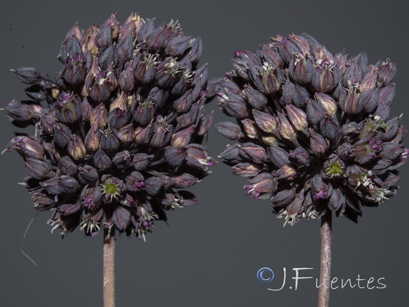 Allium melananthum.22