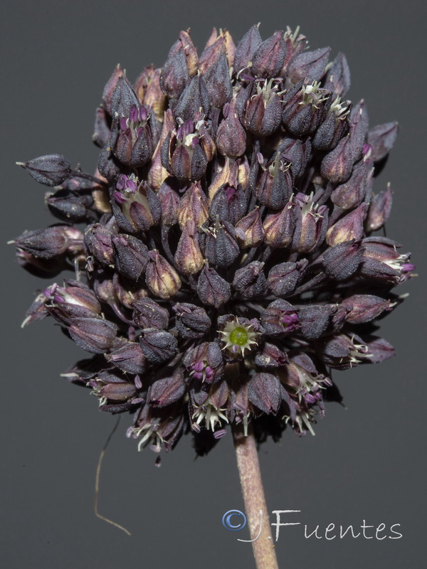 Allium melananthum.23