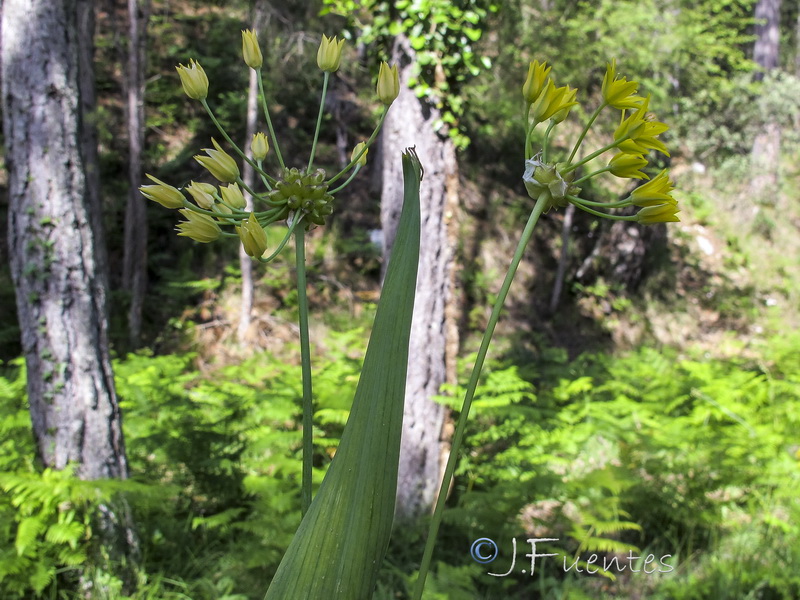 Allium moly.01