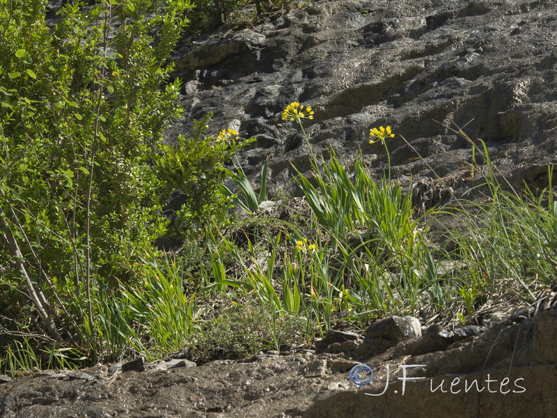 Allium moly.02