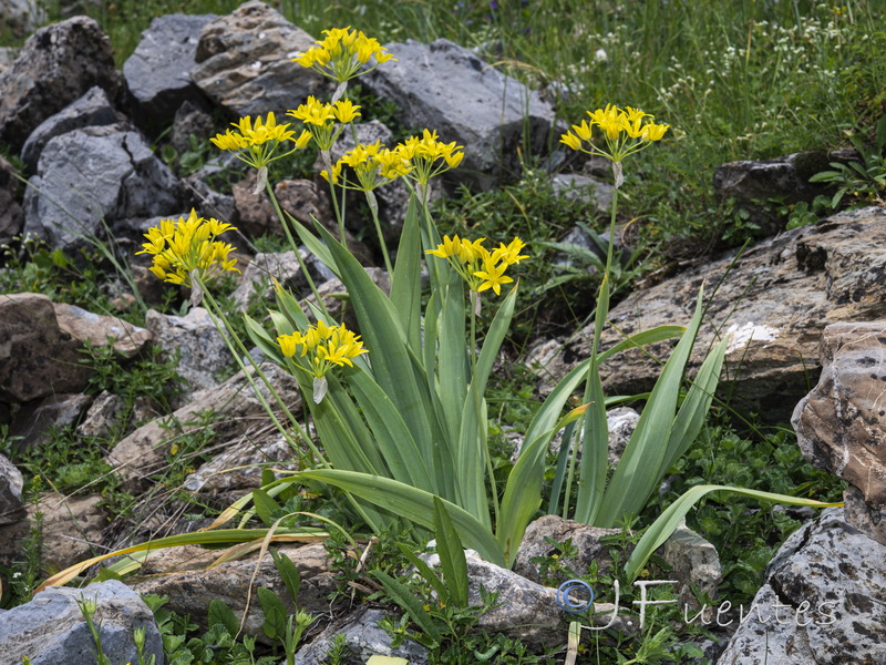 Allium moly.03