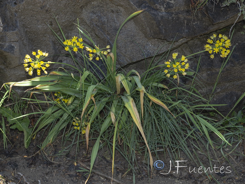 Allium moly.04