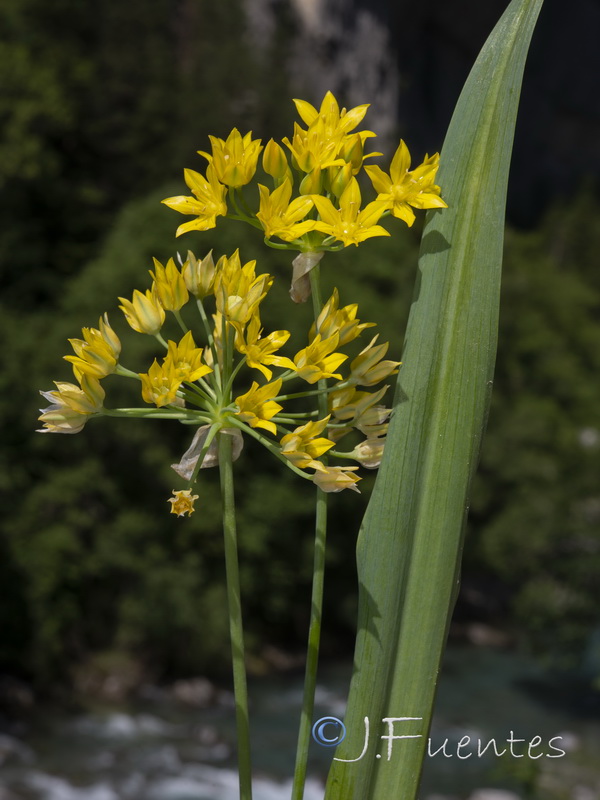 Allium moly.05