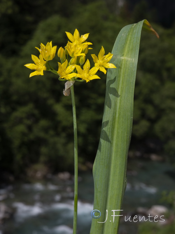 Allium moly.06