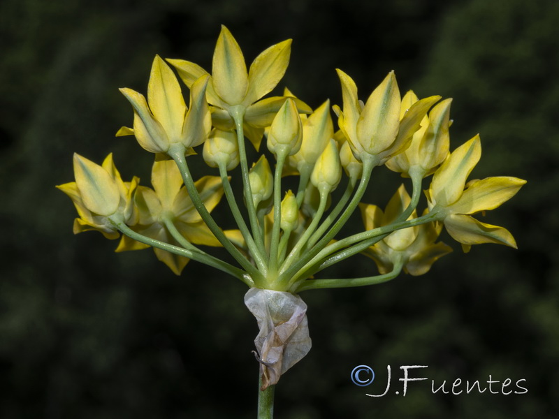 Allium moly.08