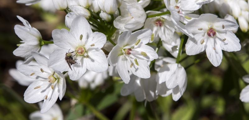 Allium neapolitanum.12