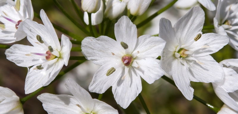Allium neapolitanum.13