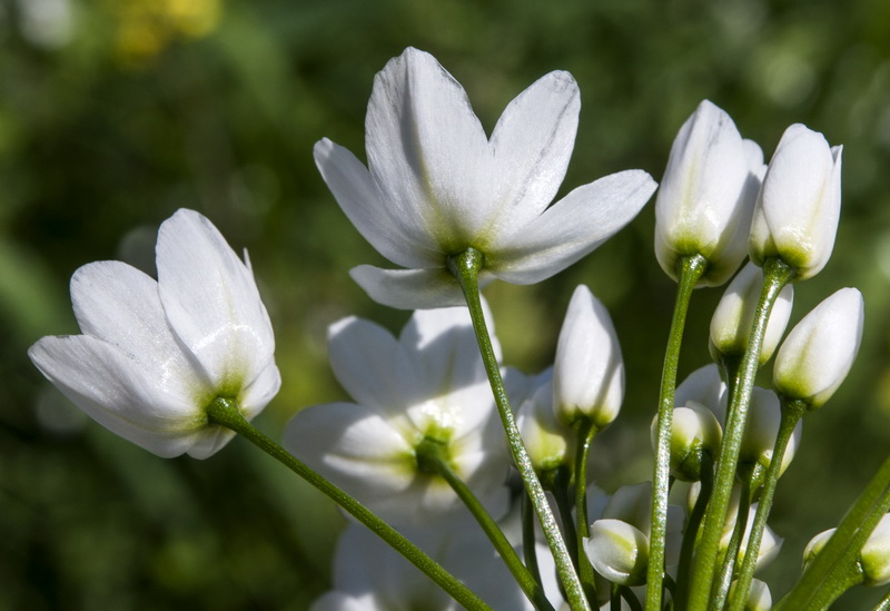 Allium neapolitanum.16