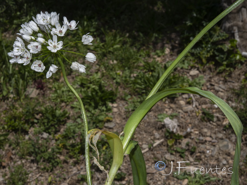 Allium neapolitanum.19