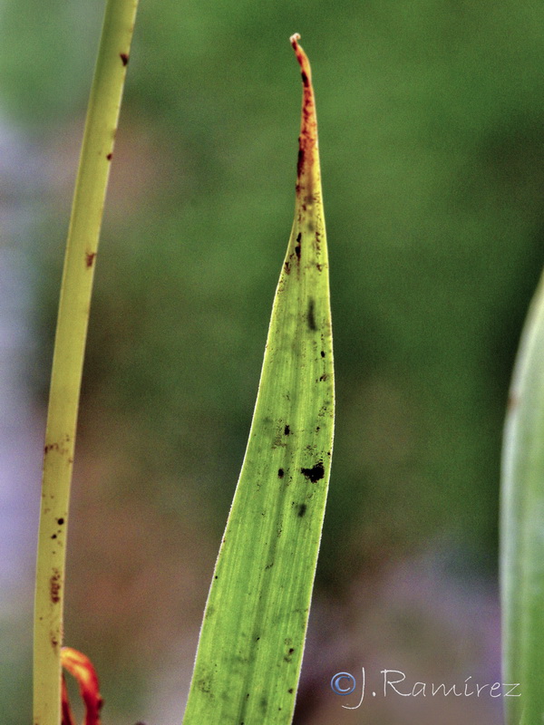 Allium neapolitanum.27