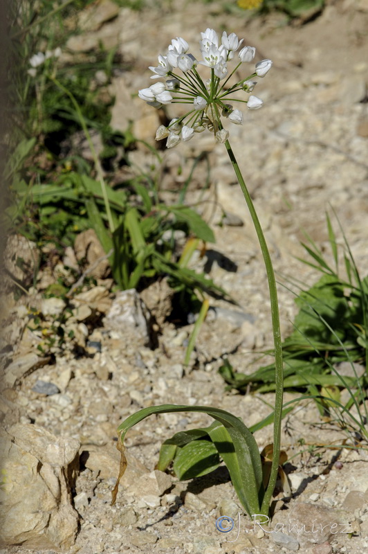 Allium neapolitanum.28