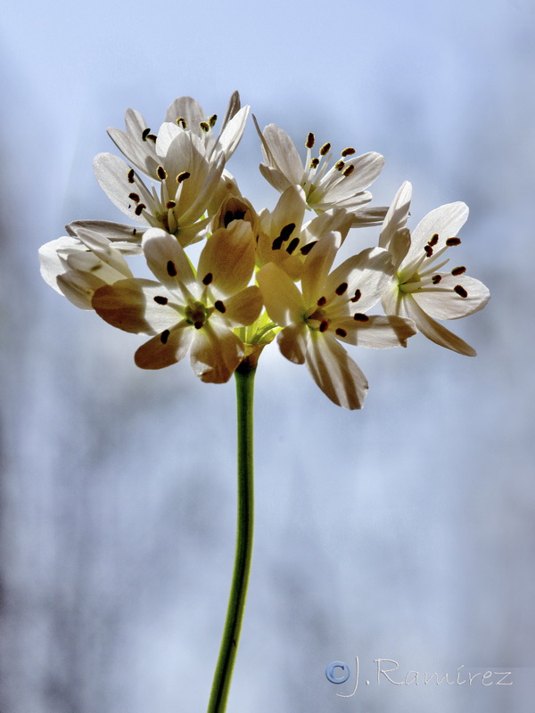 Allium neapolitanum.29