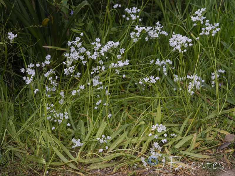 Allium neapolitanum.31