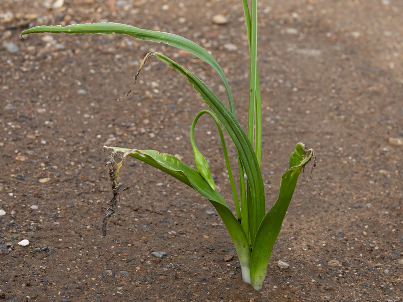 Allium neapolitanum.35