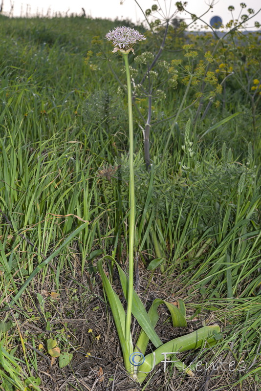 Allium nigrum.01