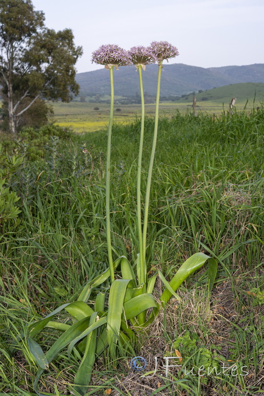 Allium nigrum.02