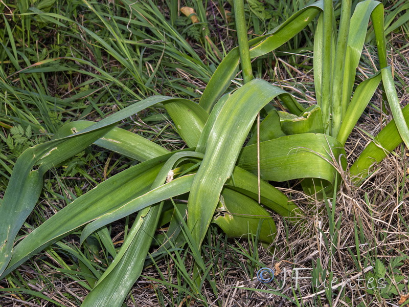 Allium nigrum.03