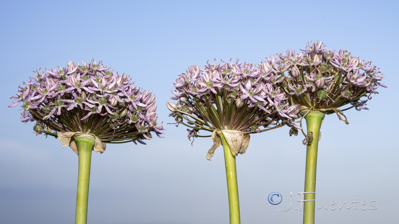 Allium nigrum.04