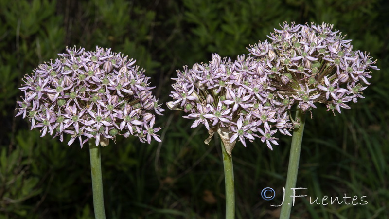 Allium nigrum.05