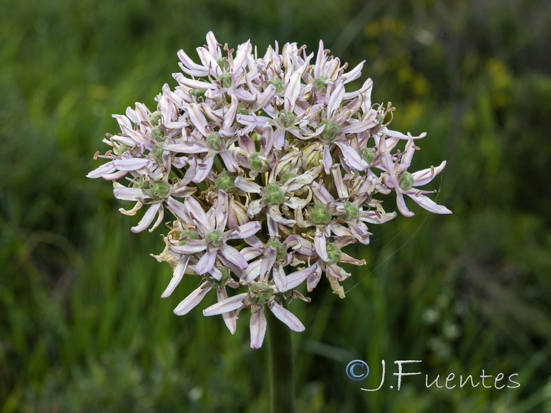 Allium nigrum.06