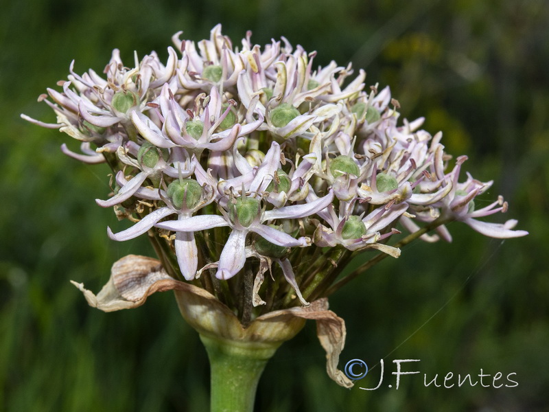 Allium nigrum.07