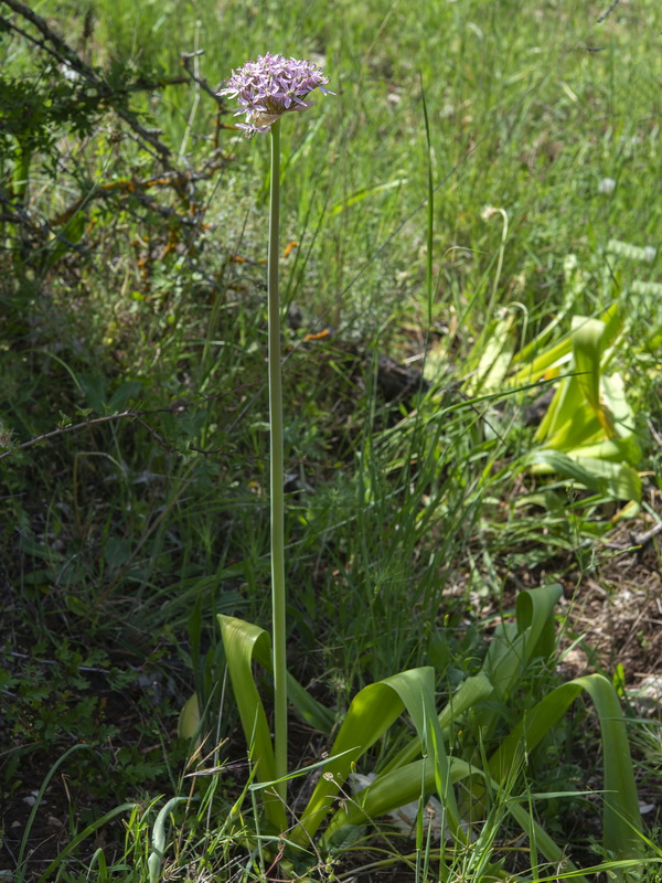 Allium nigrum.10
