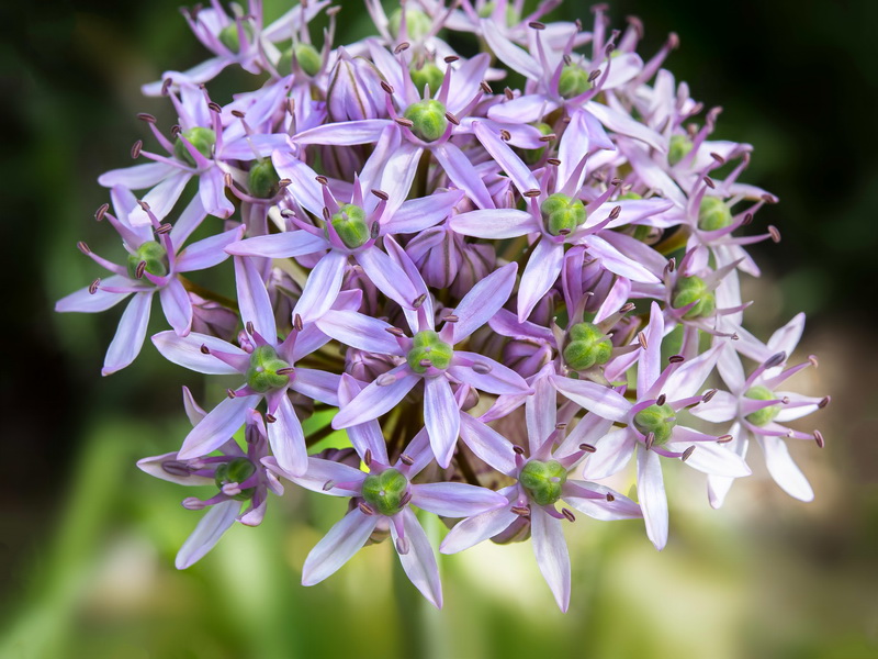 Allium nigrum.08