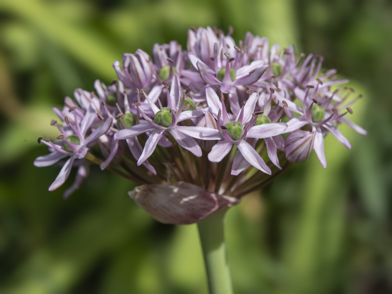Allium nigrum.15