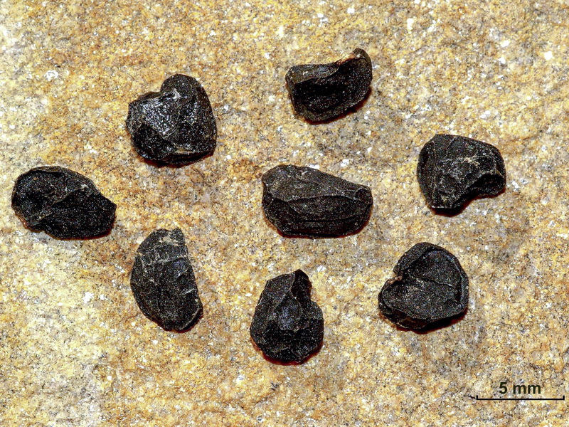 Allium nigrum.17