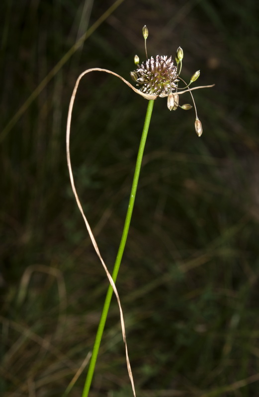 Allium oleraceum.06