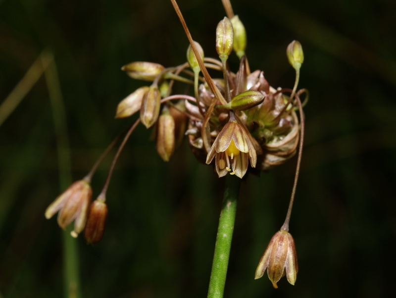 Allium oleraceum.11