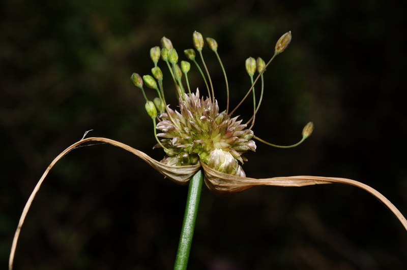 Allium oleraceum.13