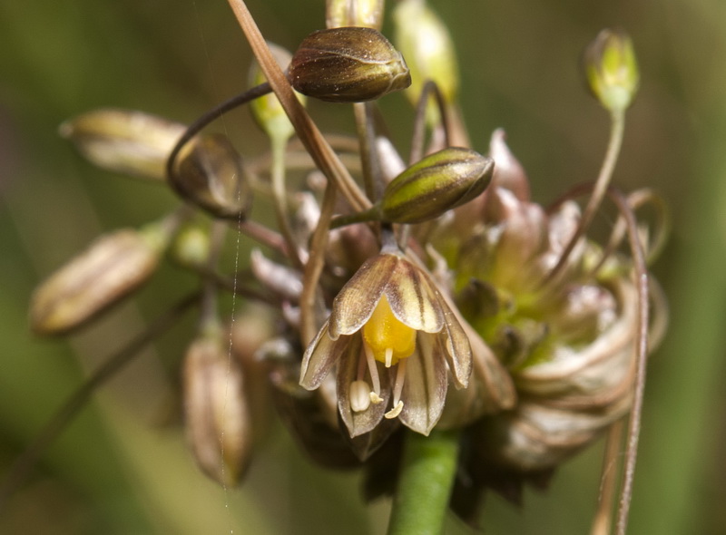 Allium oleraceum.16